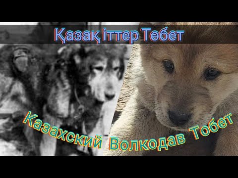 Видео: Тобет и Алабай