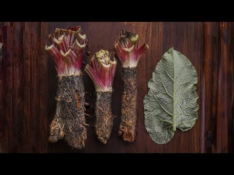 Видео: Как выкопать корень лопуха (и приготовить его вместе с другими частями растения)