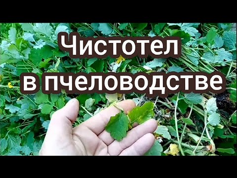 Видео: Как приготовить отвар чистотела для пчёл.