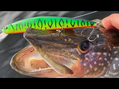 Видео: РОБОЧИЙ ВОБЛЕР НА ЩУКУ! ЖОР ЩУКИ ПЕРЕД ЗИМОЮ! КАСТИНГОВИЙ КОМПЛЕКТ