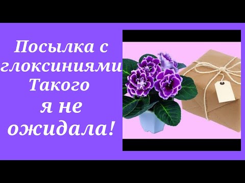 Видео: Посылка с черенками глоксиний от Светланы с канала "В гостях у Фатины". Такого я не ожидала!!!