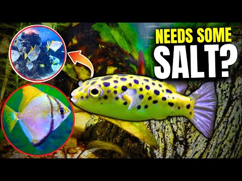 Видео: Вот 15 лучших рыб для солоноватой воды