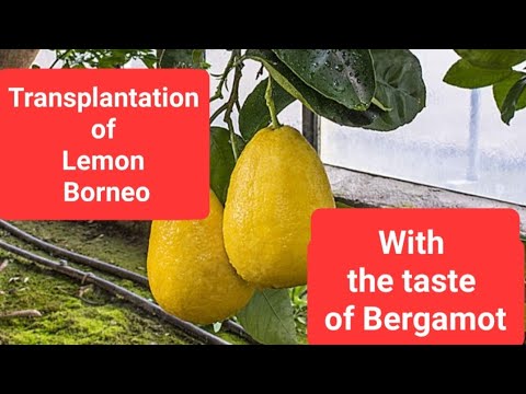 Видео: Transplanting Borneo Lemon With Bergamot Flavor Into Fresh Soil.    Лимон Борнео Со Вкусом Бергамота