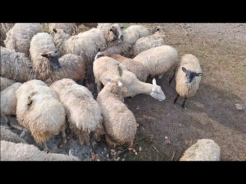Видео: Сало буде❓️🤣Відгодівля Баранів картоплею❌️Золотий трактор Кубота-В5001В❌️Нове Рало під🧅 на 25‼️