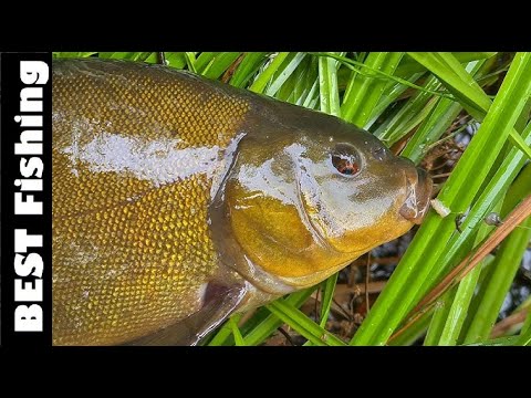 Видео: ЛОВЛЯ ЛИНА!  ДЕ ЛОВИТИ, ЯК ЛОВИТИ ЛИНА, НА ЩО ЛОВИТИ #bestfishing #fishing #риболовля #carpfishing