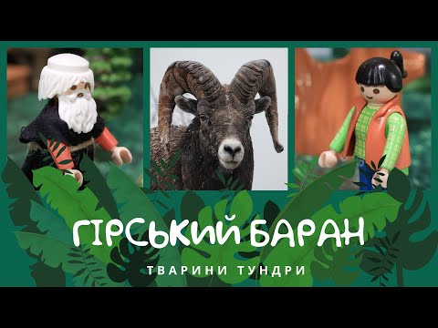 Видео: Гірський баран. Тварини Тундри | КоМарко