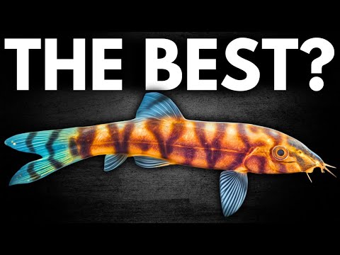 Видео: Рейтинг ЛУЧШИХ гольцов (список уровней)