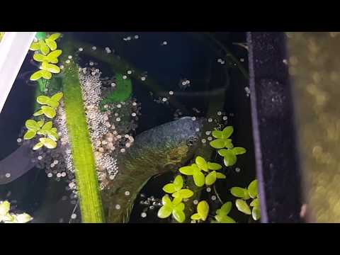 Видео: Мальки макропода 7 дней