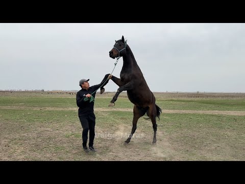 Видео: "Айгырлар" беру́усу.9-чыгарылыш. Карааны бийик кара айгыр