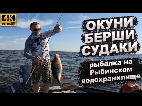 Видео: Окуни, берши, судаки. Рыбалка на Рыбинском водохранилище