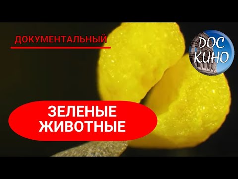 Видео: 🎭ЗЕЛЕНЫЕ ЖИВОТНЫЕ🌎 ДОКУМЕНТАЛЬНОЕ КИНО 🎆 2015