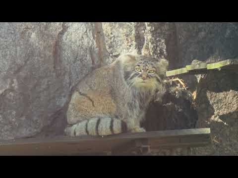 Видео: Манул Тимофей из Московского зоопарка / Manul Timofey from Moscow Zoo