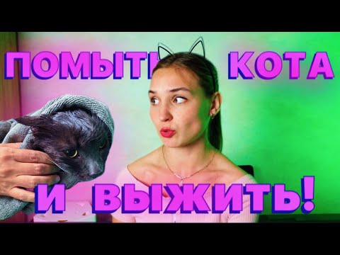 Видео: Первый раз ИДУ с КОТОМ на ГРУМИНГ😱 ПЕРХОТЬ У КОТА! #top #cat #сибирскаякошка #мейнкун