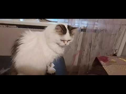 Видео:  ЛЮБИТЕЛИ МАСЛА ТУТ КАК ТУТ!😋🧀СИМОЧКА РАЗЫГРАЛАСЬ!😽🥰😺
