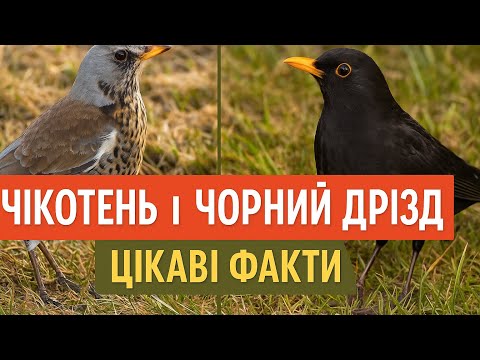 Видео: /ДРІЗД. Відкрийте для себе красу диких птахів. 4К.