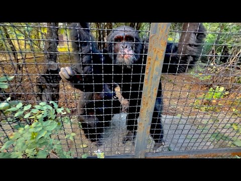 Видео: Посмотрите КАКИЕ УМНЫЕ у нас шимпанзе Джуди и Сеня , они понимают ВСЕ, что я им говорю!