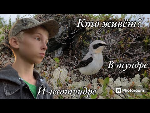 Видео: Дневник орнитолога. Кто живёт? В тундре и лесотундре