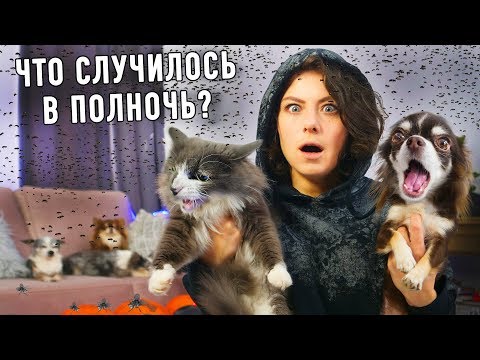 Видео: В доме что-то не так! Миллион мух! Кого видит кошка? Собаки лают, животные ведут себя странно!