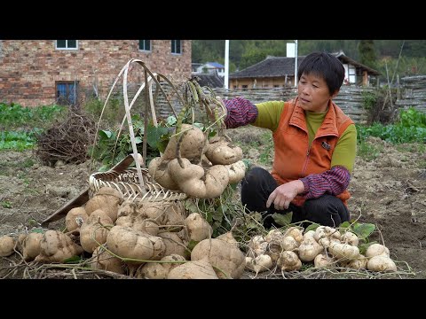 Видео: Бобовый картофель хрустящий, нежный и сладкий, как фрукты, так и овощи.