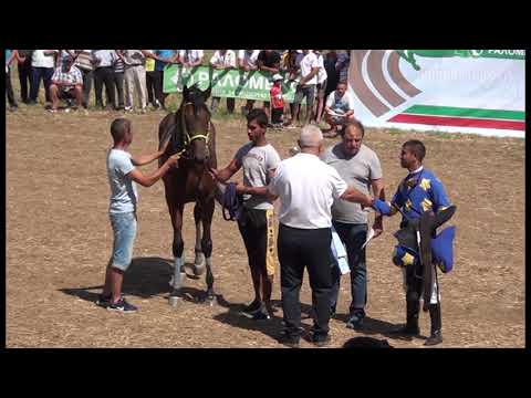 Видео: КОННИ НАДБЯГВАНИЯ В  Завет  (1) 2019г.