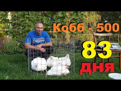 Видео: Сколько весит Кобб 500 в 83 дня.