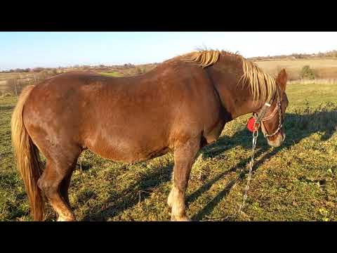 Видео: Потрібна дружня порада.тел.0969745139