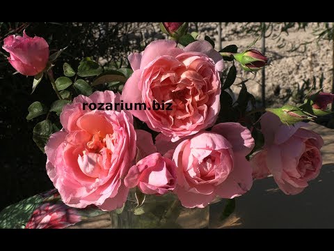 Видео: дам де шенонсо. чайно-гибридная роза, питомник роз полины козловой, rozarium.biz