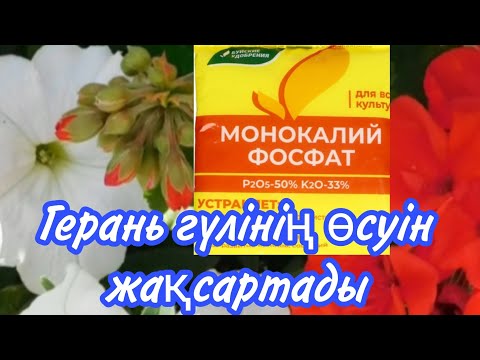 Видео: Герань гүлінің өсуін  жақсартады.#үйгүлдері #герань #қазтамақ