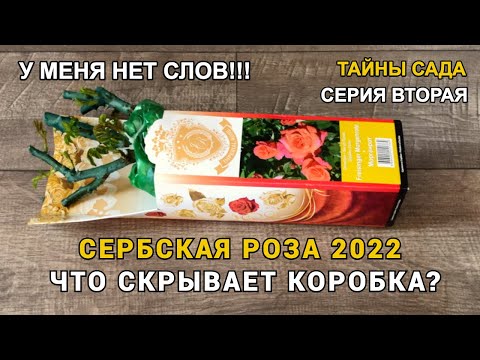 Видео: Сербская роза 2022. У МЕНЯ НЕТ СЛОВ!!! ЧТО СКРЫВАЕТ КОРОБКА? ОБЗОР РОЗЫ ОТ ФИРМЫ IMPERIAL ROSE.