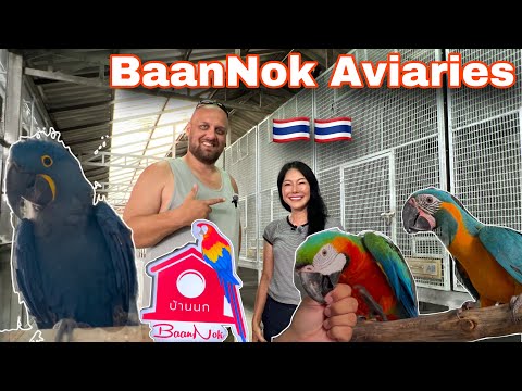 Видео: ОГРОМНАЯ КОЛЛЕКЦИЯ РЕДКИХ ПОПУГАЕВ (BaanNok Aviaries) Таиланд 🇹🇭