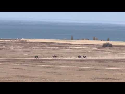 Видео: Тай жорго. Камбар Ата Федерациясынын кубогу 