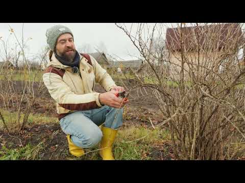 Видео: Крыжовник засыплет урожаем после обрезки.