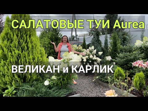 Видео: САЛАТОВЫЕ ТУИ | Сравнение сортов Pyramidalis Aurea и Aurea Nana | Красивые туи