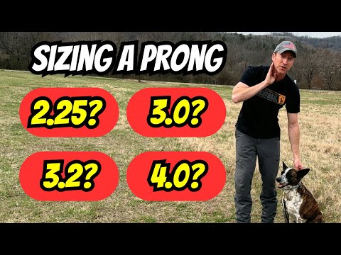 Видео: Как подобрать зубчатый ошейник Herm Sprenger? Какой размер ошейника вам нужен?