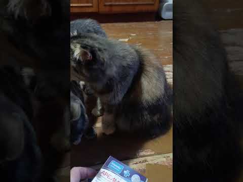 Видео: К СОЖАЛЕНИЮ НЕ ОБОШЛОСЬ🥺🙀