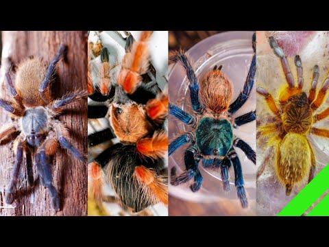 Видео: Какой ЛУЧШИЙ Тарантул?!?!