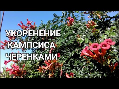 Видео: 🌺🌺🌿СУПЕР!!! ЛЕГКОЕ УКОРЕНЕНИЕ КАМПСИСА ЗЕЛЕНЫМИ ЧЕРЕНКАМИ. УКОРЕНЕНИЕ ЗА ТРИ НЕДЕЛИ.