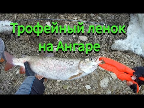 Видео: Трофейный ленок на Ангаре