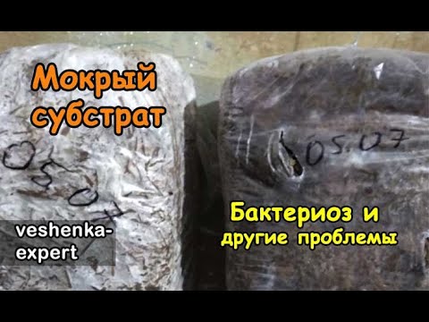 Видео: Мокрый субстрат вешенки: какие проблемы?