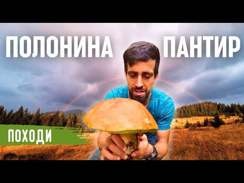 Видео: Ранок на Полонині | Як знайти джерело? Збираємо білі гриби!