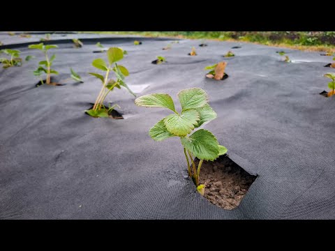 Видео: Пройшло 11 днів як висадив Полуницю.Посадка полуниці в Жовтні