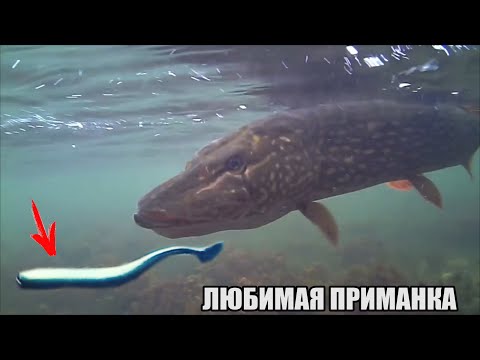 Видео: ЗРЕЛИЩНАЯ РЫБАЛКА! ЛЮБИМАЯ ПРИМАНКА на ЩУКУ! АТАКИ ЩУК на камеру и приманки🐟 Подводная съёмка