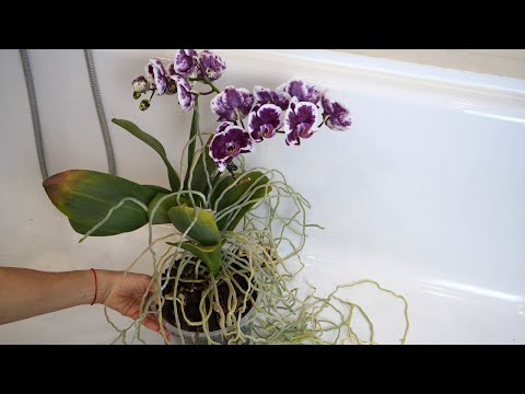 Видео: Орхидея ИЗМОТАЛА СЕБЯ цветами. Краснеют и желтеют кончики листьев. Без пересадки улучшить посадку.