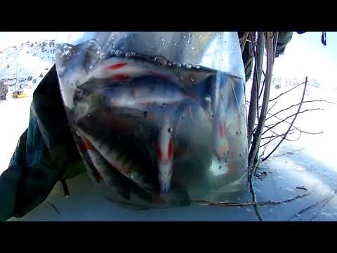 Видео: Рыбалка На Окуня со Льда в Армении / Ice Fishing for Perch in Armenia
