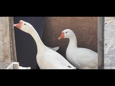 Видео: Гнездо для гусей...