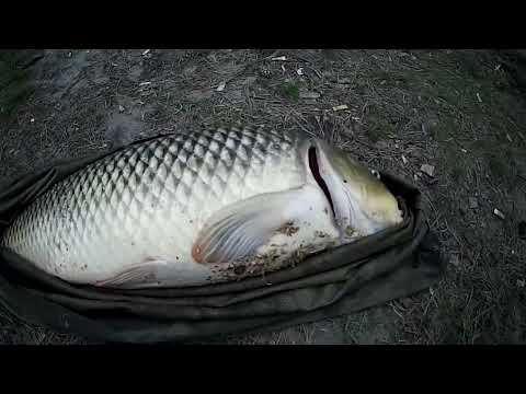 Видео: Рыбалка на Оби, на сазана, с подписчиками)))