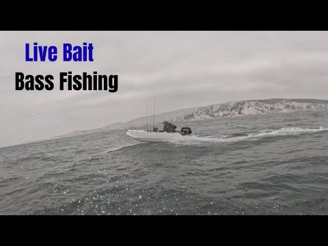 Видео: Новый метод приманивания против живой наживки! | Осенняя рыбалка на окуня в районе Бичи-Хед
