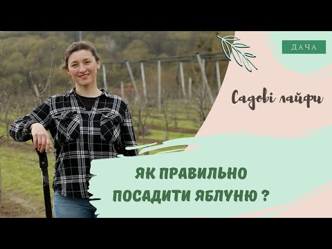 Видео: Як правильно посадити яблуню?  Як Вибрати Саджанці Яблуні?