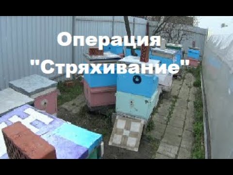Видео: Работа с пчёлами, которую делают и в США, и в Канаде, и, конечно у нас.