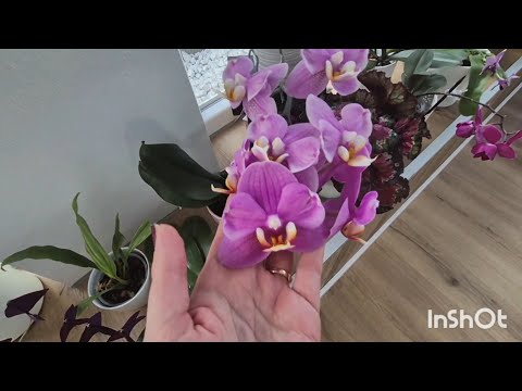 Видео: Цветение орхидей ИЮНЬ 2025